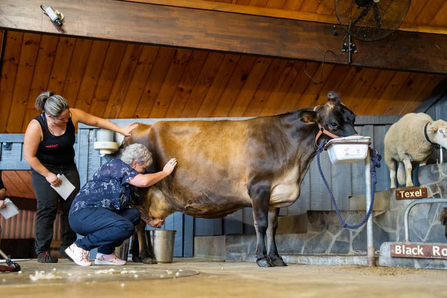 Rotorua: Authentic Kiwi Farm Experience at the Agrodome - Weather, clothing, and practical comfort