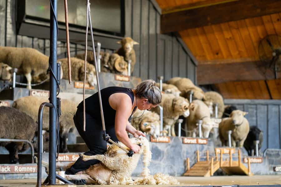 Rotorua: Authentic Kiwi Farm Experience at the Agrodome - The farm show: sheep shearing with plenty of audience action