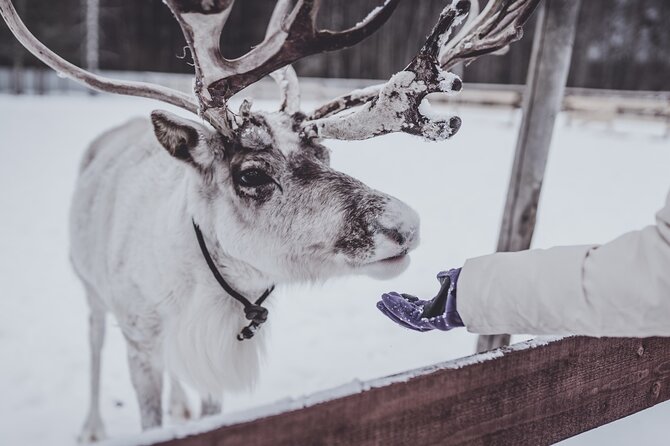 Rovaniemi: Authentic Lapland Reindeer Farm Visit & Sled Ride - Meeting the Reindeer at a Historic Farm
