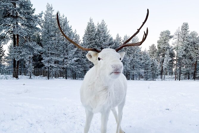 Rovaniemi: Authentic Lapland Reindeer Farm Visit & Sled Ride - What the Family Story Adds