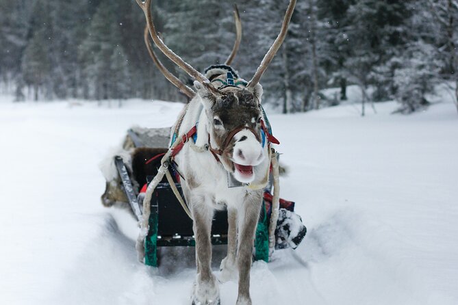 Rovaniemi: Authentic Lapland Reindeer Farm Visit & Sled Ride - Who Will Enjoy This Farm Visit Most?
