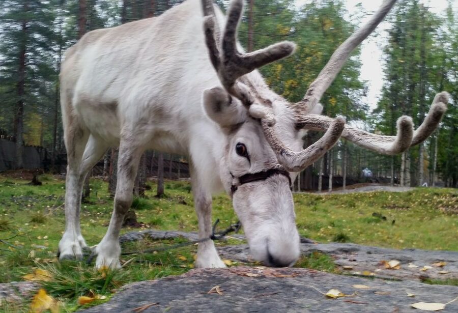 Rovaniemi: Authentic Reindeer Farm & Canoeing - Feeding reindeer with lichen