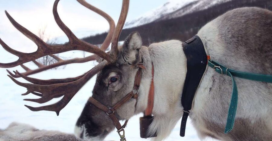 Rovaniemi: Authentic Reindeer Farm Visit & Short Sleigh Ride - Reaching the old reindeer farm from Rovaniemi