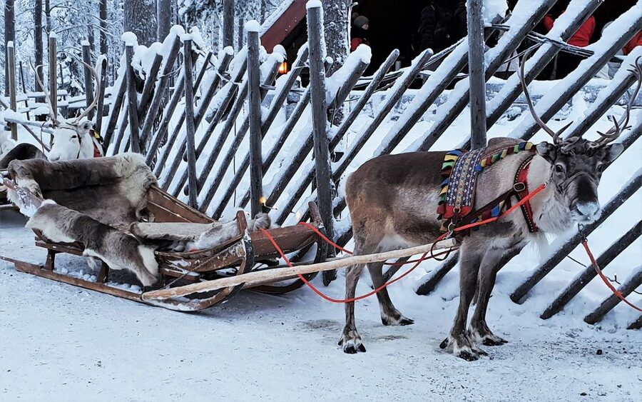 Rovaniemi: Authentic Reindeer Farm Visit & Short Sleigh Ride - Meeting the reindeer in their winter home