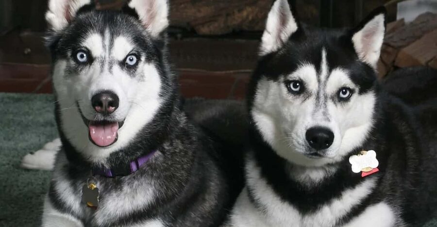 Rovaniemi: Family Friendly Husky Ride and Farm Visit - Arriving at the Nordic Unique Travels office