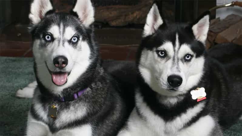 Rovaniemi: Family Friendly Husky Ride and Farm Visit - Hot drinks, snacks, and a winter pause