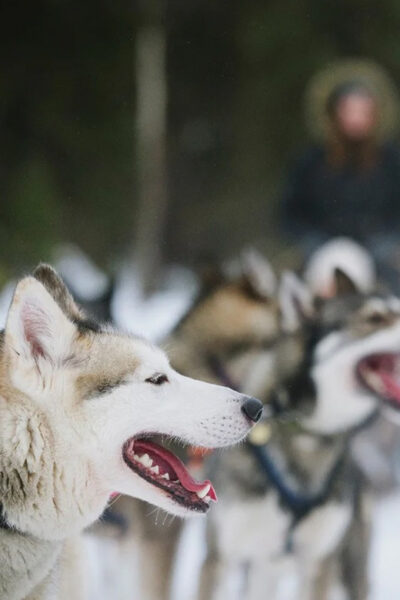 Family Friendly Husky Ride and Farm Visit
