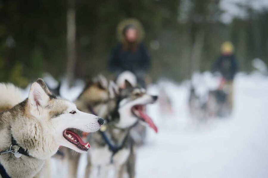 Rovaniemi: Family Friendly Husky Ride and Farm Visit - My advice before you reserve