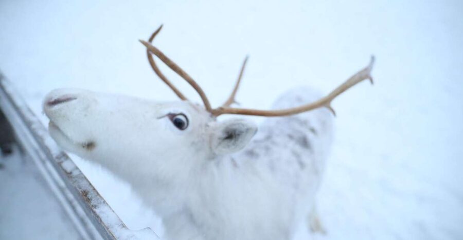 Rovaniemi: Husky and reindeer farm visit with sleigh rides - Key points at a glance