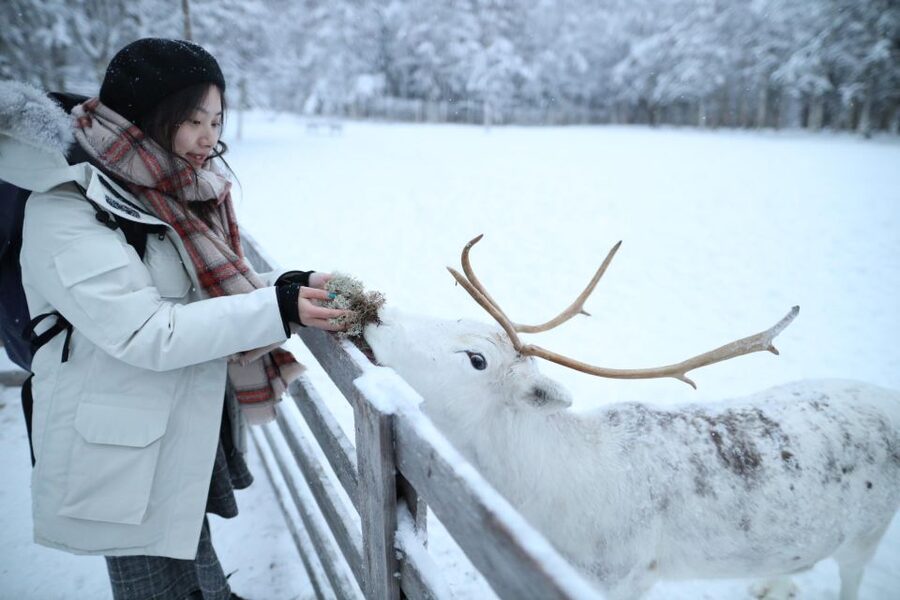 Rovaniemi: Husky and reindeer farm visit with sleigh rides - A compact way to meet Lapland’s working animals