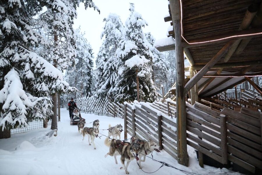 Rovaniemi: Husky and reindeer farm visit with sleigh rides - Meeting the reindeer at the farm