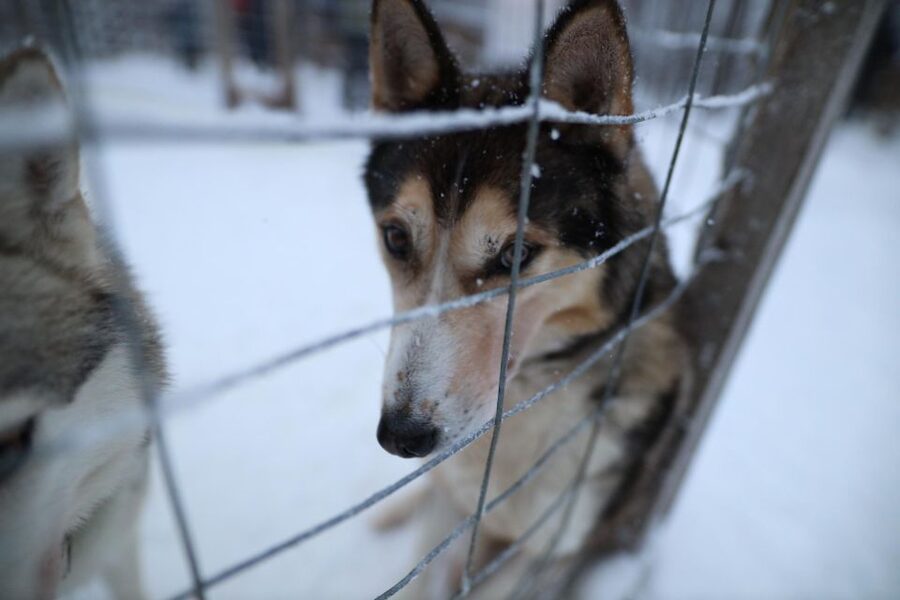 Rovaniemi: Husky and reindeer farm visit with sleigh rides - Clothing, comfort, and what to bring