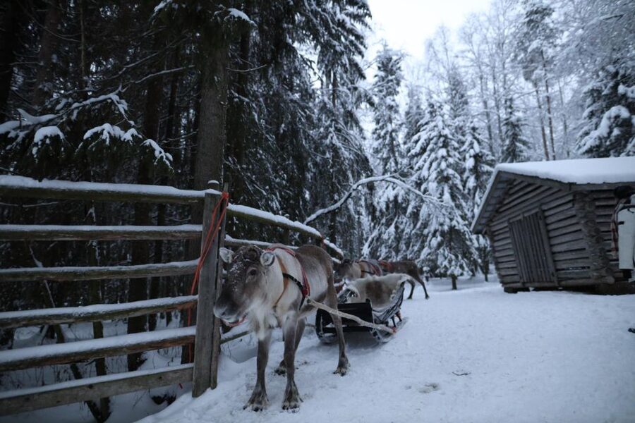 Rovaniemi: Husky and reindeer farm visit with sleigh rides - Booking advice for the best version of the experience