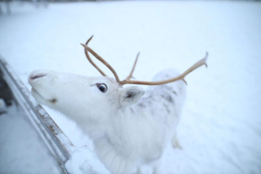 Rovaniemi: Husky and reindeer farm visit with sleigh rides - The husky park and its 1-kilometer ride