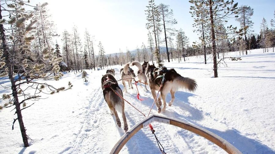 Rovaniemi: Husky and Reindeer farm with sleigh ride - Stories inside the Lappish kota