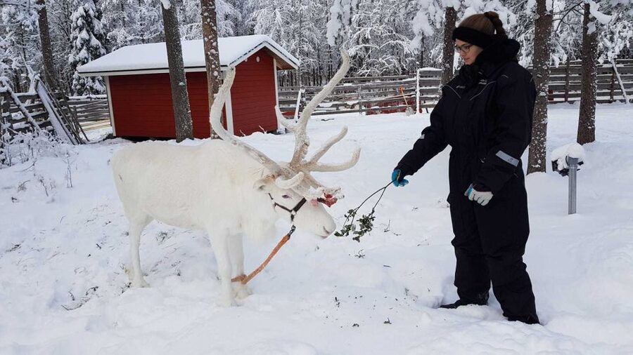 Rovaniemi: Husky Farm and Reindeer Experience - Booking details that matter