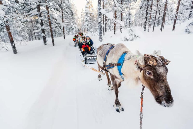 Rovaniemi: Husky Farm and Reindeer Experience - The husky farm and the fastest part of the day