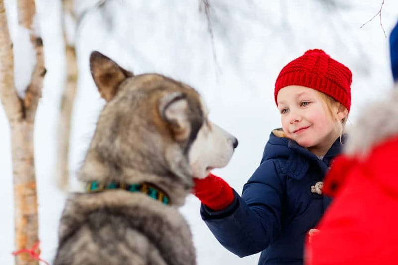 Rovaniemi: Husky Farm and Reindeer Experience - Warm clothing, hot juice, and cold-weather comfort