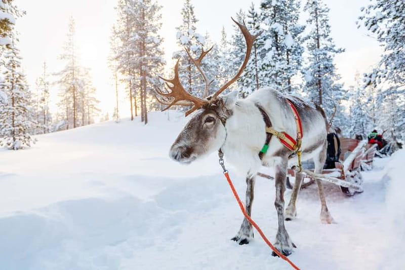 Rovaniemi: Husky Farm and Reindeer Experience - Is $192 a fair price?