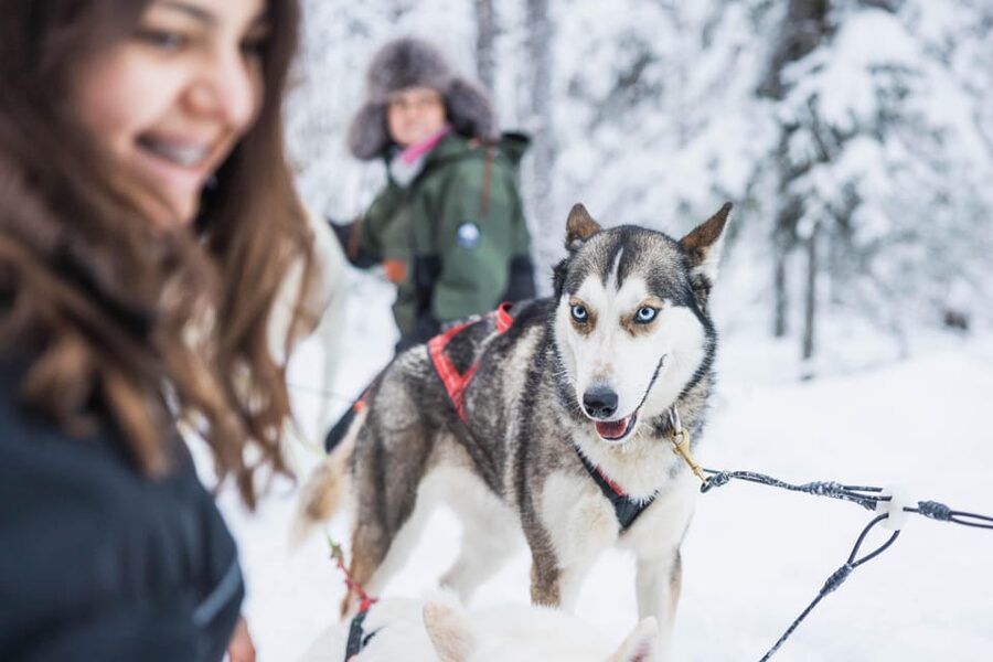 Rovaniemi: Husky Farm Visit with a Sledge Ride - What the two-hour visit really includes