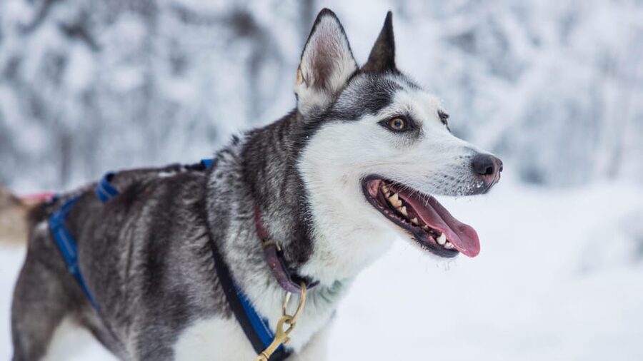 Rovaniemi: Husky Farm Visit with a Sledge Ride - Meeting the huskies before the ride