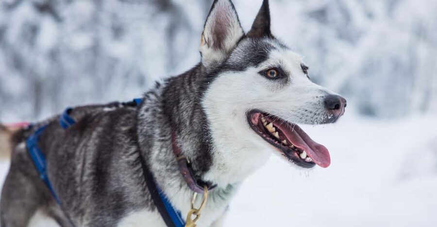 Rovaniemi: Husky Farm Visit with a Sledge Ride - What the guide adds to the visit