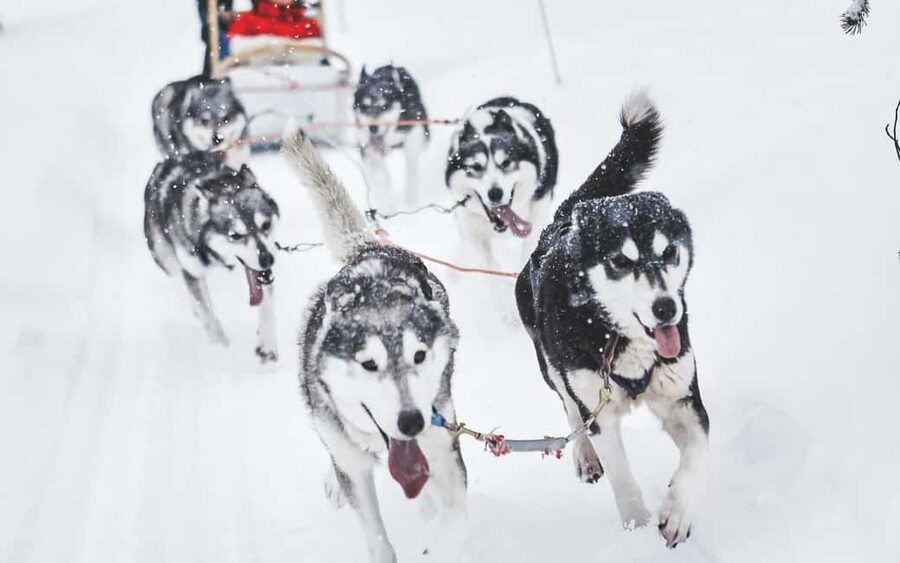 Rovaniemi: Husky Sled Ride and Farm Visit - Key points at a glance