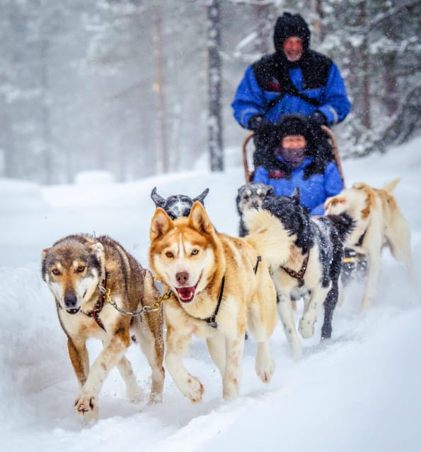Rovaniemi: Husky Sled Ride and Farm Visit - Practical tips for a smoother visit