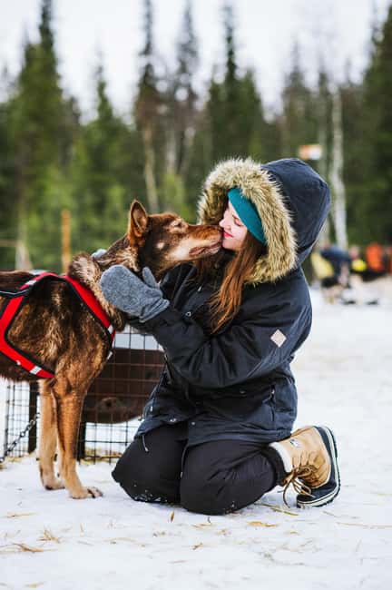 Rovaniemi: Husky Sled Ride and Farm Visit - The 500 to 800 meter sleigh ride