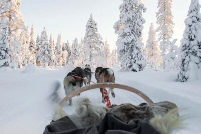 Husky Sled Ride and Farm Visit