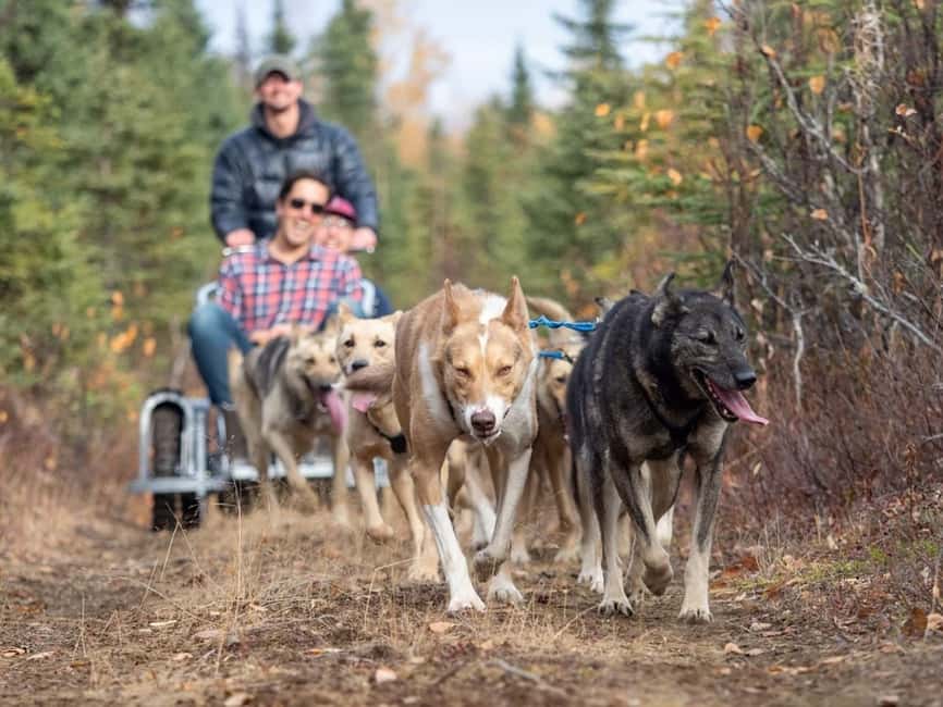 Rovaniemi: Husky Sled Ride and Farm Visit - Time with the dogs after the sled ride