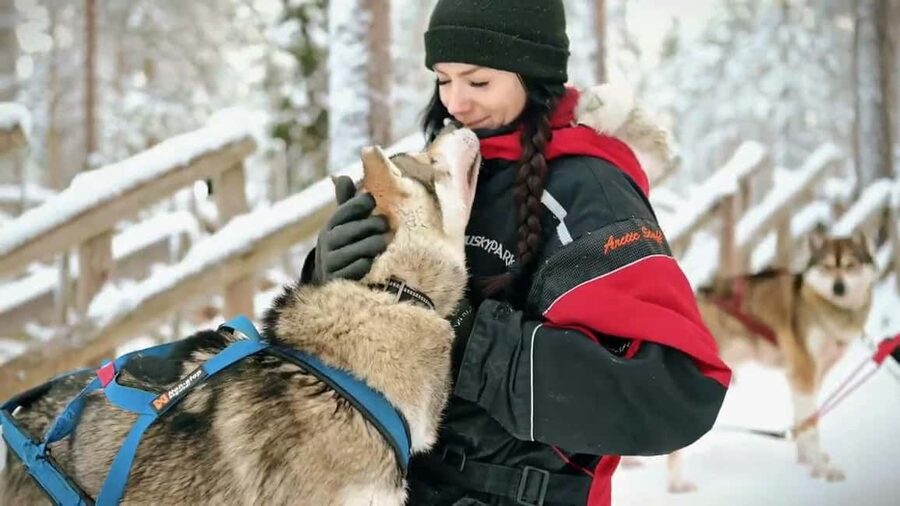 Rovaniemi: Husky Sled Ride and Farm Visit - A heated hut, berry juice, and cookies