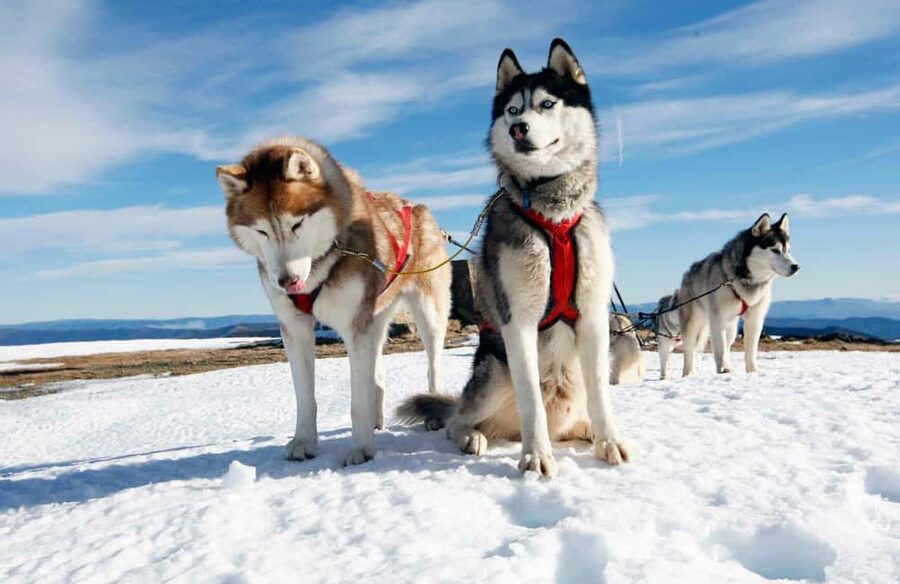 Rovaniemi: Husky Sled Ride and Farm Visit - How the timing affects the value