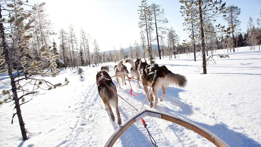 Rovaniemi: Husky Sled Ride and Farm Visit - Price and what you are really paying for