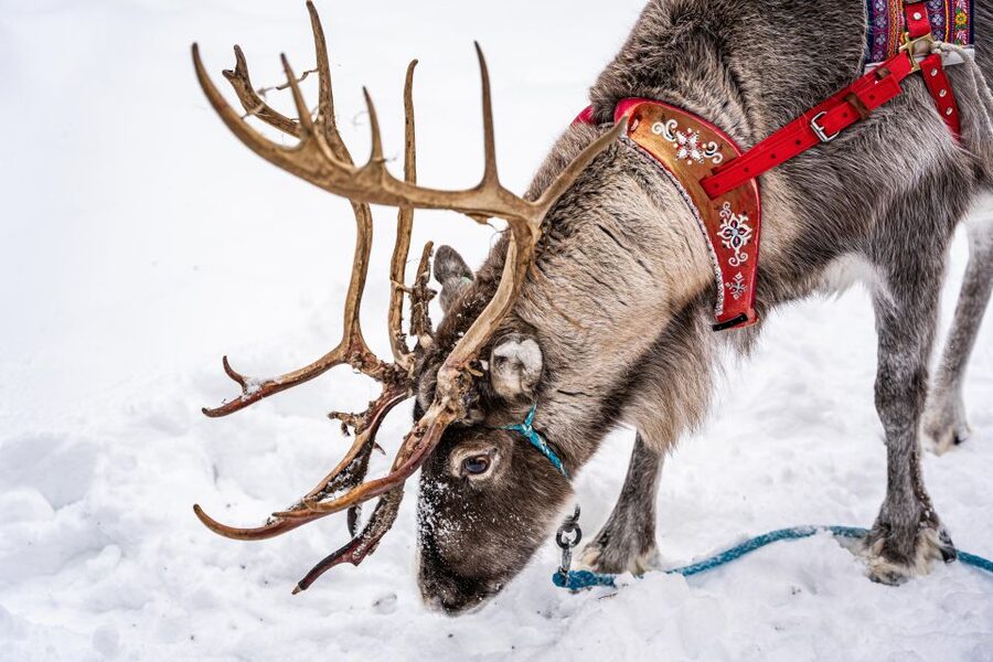 Rovaniemi: Local Reindeer Farm Visit with Sleigh Ride - Why this farm visit feels different from a Santa-themed stop