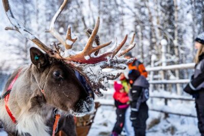 Local Reindeer Farm Visit with Sleigh Ride