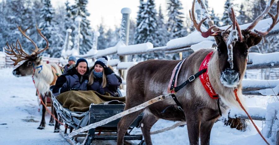 Rovaniemi: Local Reindeer Farm Visit with Sleigh Ride - Feeding the reindeer and taking photographs