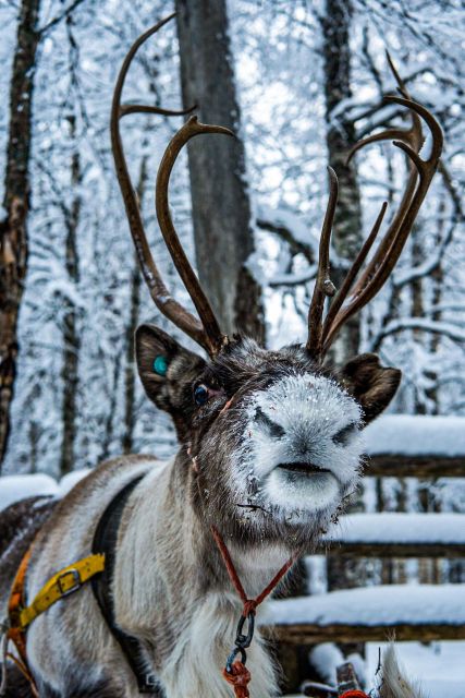Rovaniemi: Local Reindeer Farm Visit with Sleigh Ride - Is $190 a fair price?