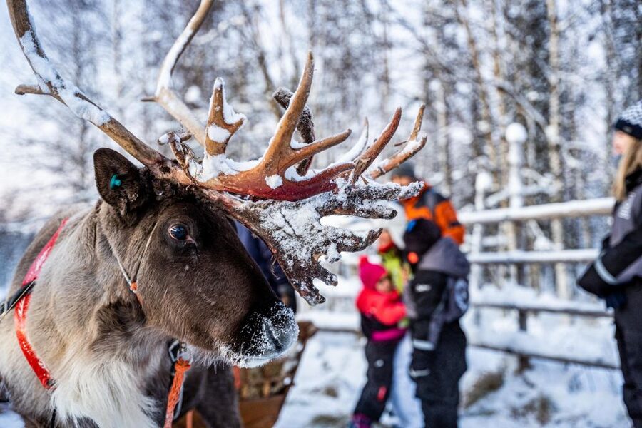 Rovaniemi: Local Reindeer Farm Visit with Sleigh Ride - The 35-minute minibus ride from Rovaniemi