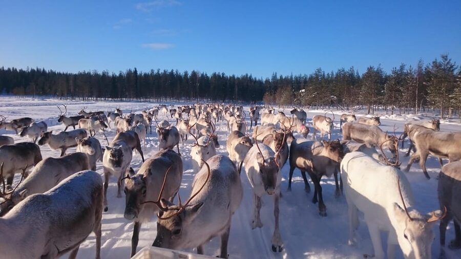 Rovaniemi: Private Reindeer Farm Visit and Walk-Along - Key points to know before you go