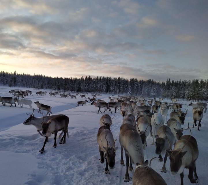 Rovaniemi: Private Reindeer Farm Visit and Walk-Along - Why this farm visit feels different from a standard Rovaniemi outing