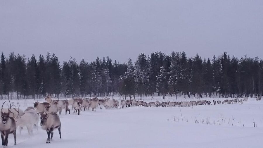 Rovaniemi: Private Reindeer Farm Visit and Walk-Along - Riding the snowmobile sledge to the pasture
