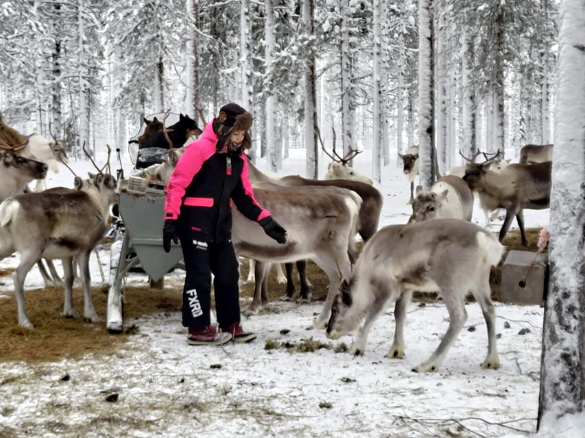 Rovaniemi: Private Reindeer Farm Visit and Walk-Along - Feeding the herd by hand