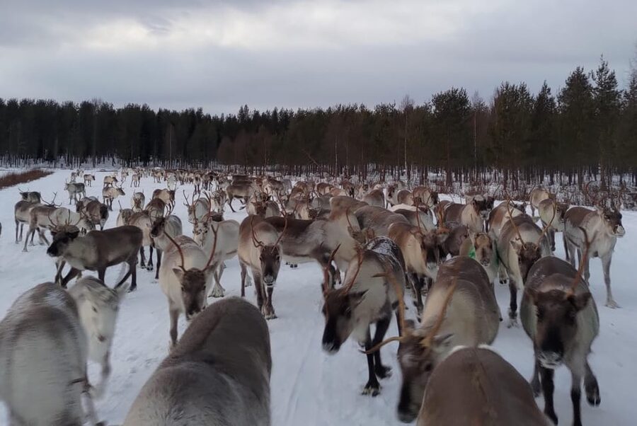 Rovaniemi: Private Reindeer Farm Visit and Walk-Along - A forest walk with young reindeer