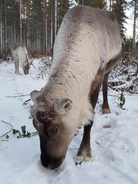 Rovaniemi: Private Reindeer Farm Visit and Walk-Along - Campfire comfort in the kota tent
