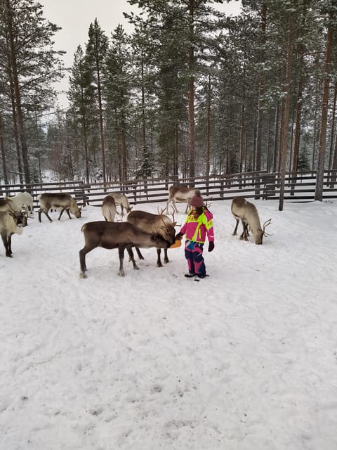 Rovaniemi: Private Reindeer Farm Visit and Walk-Along - Trying the reindeer herder’s lasso