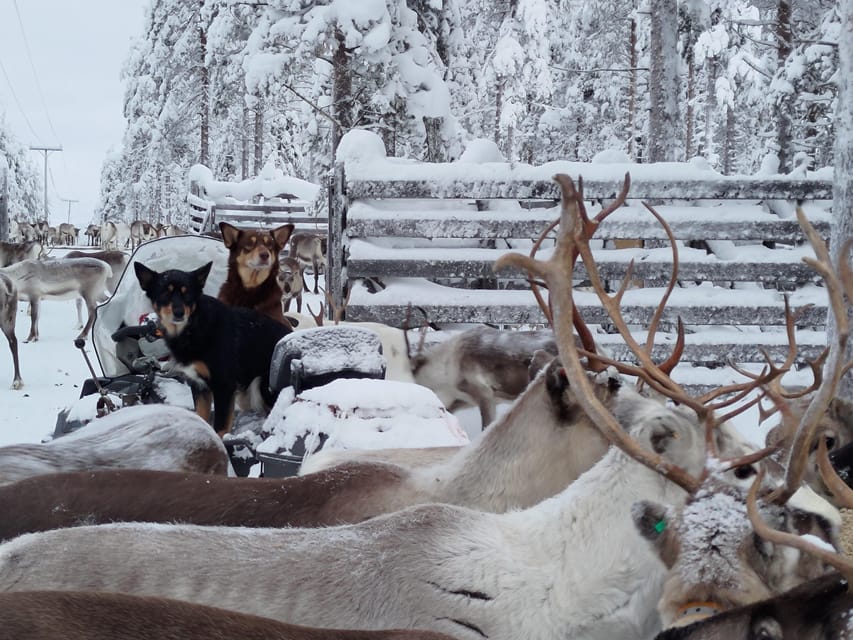 Rovaniemi: Private Reindeer Farm Visit and Walk-Along - Planning the drive to Unari-Luusua