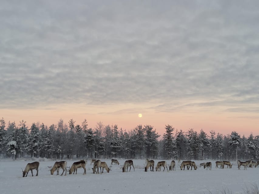 Rovaniemi: Private Reindeer Farm Visit and Walk-Along - Arriving with two welcoming dogs