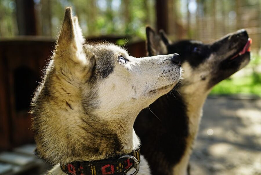 Rovaniemi: Quad Bike Safari, Reindeer & Husky Farm Visit - Key points before you book