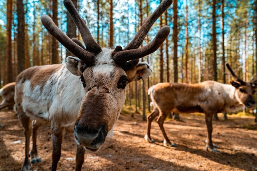 Rovaniemi: Quad Bike Safari, Reindeer & Husky Farm Visit - Meeting the huskies and learning about their work